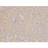 Immunohistochemistry - RIPK2 Antibody from Signalway Antibody (32675) - Antibodies.com