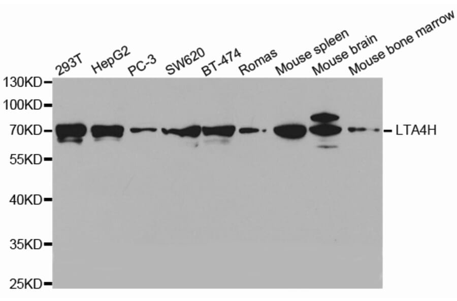 Western blot - LTA4H Antibody from Signalway Antibody (32679) - Antibodies.com