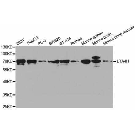 Western blot - LTA4H Antibody from Signalway Antibody (32679) - Antibodies.com