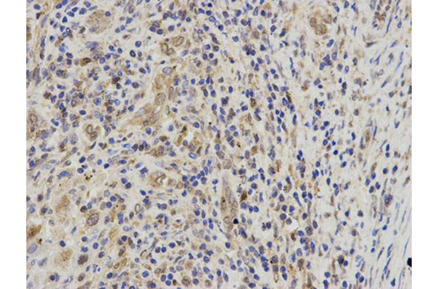 Immunohistochemistry - LTA4H Antibody from Signalway Antibody (32679) - Antibodies.com