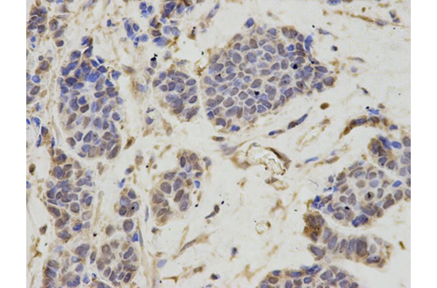 Immunohistochemistry - LTA4H Antibody from Signalway Antibody (32679) - Antibodies.com