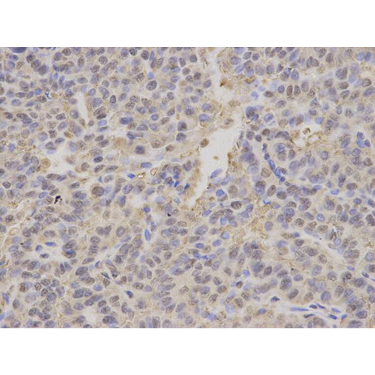 Immunohistochemistry - PSMA2 Antibody from Signalway Antibody (32680) - Antibodies.com