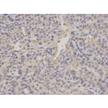 Immunohistochemistry - PSMA2 Antibody from Signalway Antibody (32680) - Antibodies.com