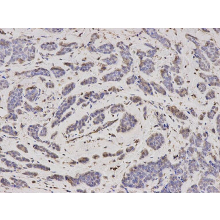 Immunohistochemistry - PSMA2 Antibody from Signalway Antibody (32680) - Antibodies.com