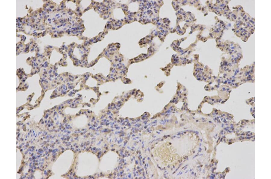 Immunohistochemistry - PSMA2 Antibody from Signalway Antibody (32680) - Antibodies.com