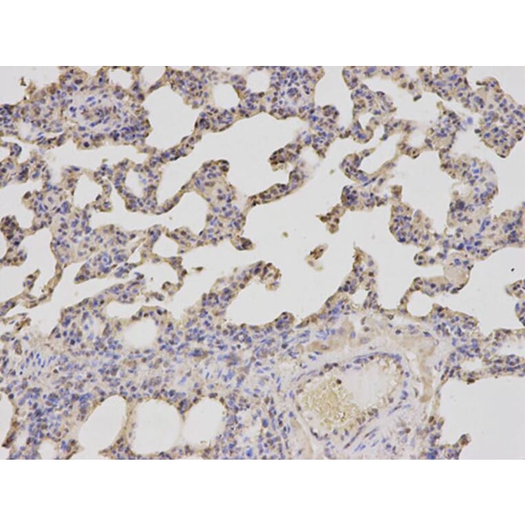 Immunohistochemistry - PSMA2 Antibody from Signalway Antibody (32680) - Antibodies.com