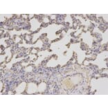 Immunohistochemistry - PSMA2 Antibody from Signalway Antibody (32680) - Antibodies.com