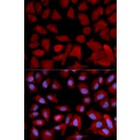 Immunofluorescence - PSMC4 Antibody from Signalway Antibody (32681) - Antibodies.com