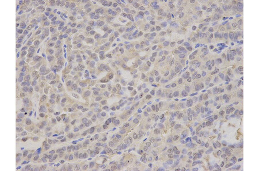 Immunohistochemistry - PSMA4 Antibody from Signalway Antibody (32683) - Antibodies.com
