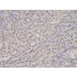 Immunohistochemistry - PSMA4 Antibody from Signalway Antibody (32683) - Antibodies.com