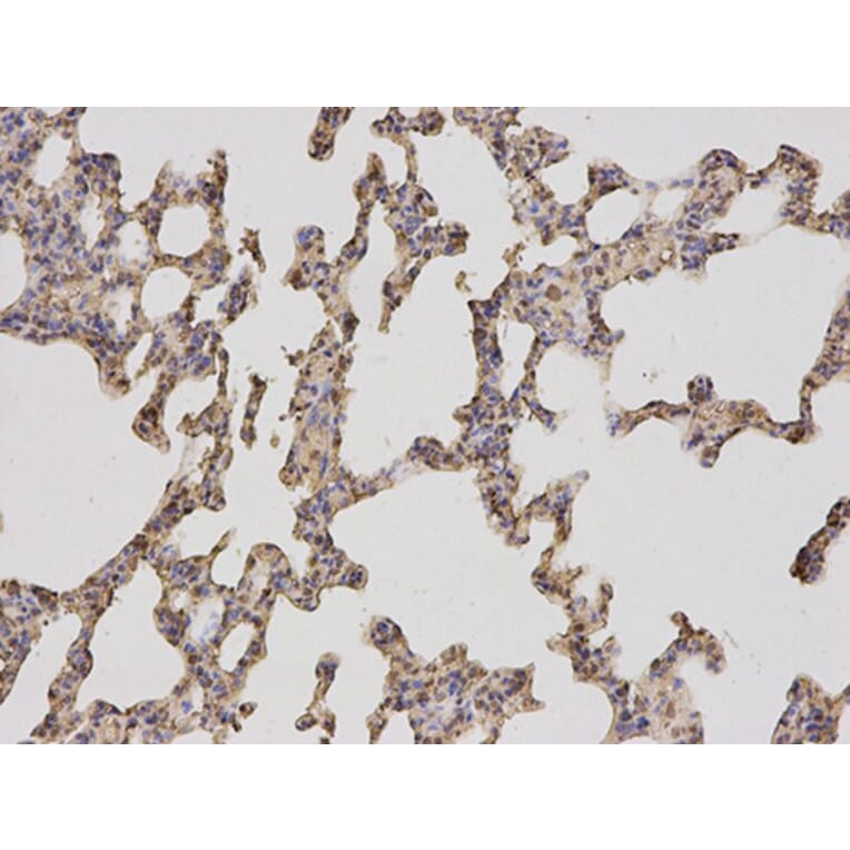 Immunohistochemistry - PSMA4 Antibody from Signalway Antibody (32683) - Antibodies.com