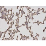 Immunohistochemistry - PSMA4 Antibody from Signalway Antibody (32683) - Antibodies.com