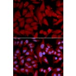 Immunofluorescence - PSMA4 Antibody from Signalway Antibody (32683) - Antibodies.com