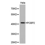 Western blot - PCBP2 Antibody from Signalway Antibody (32696) - Antibodies.com