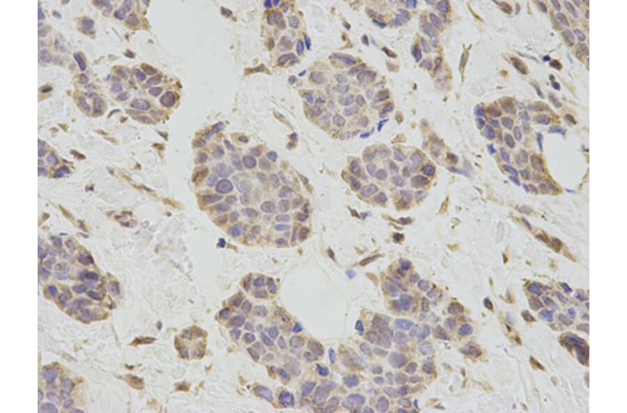 Immunohistochemistry - PCBP2 Antibody from Signalway Antibody (32696) - Antibodies.com