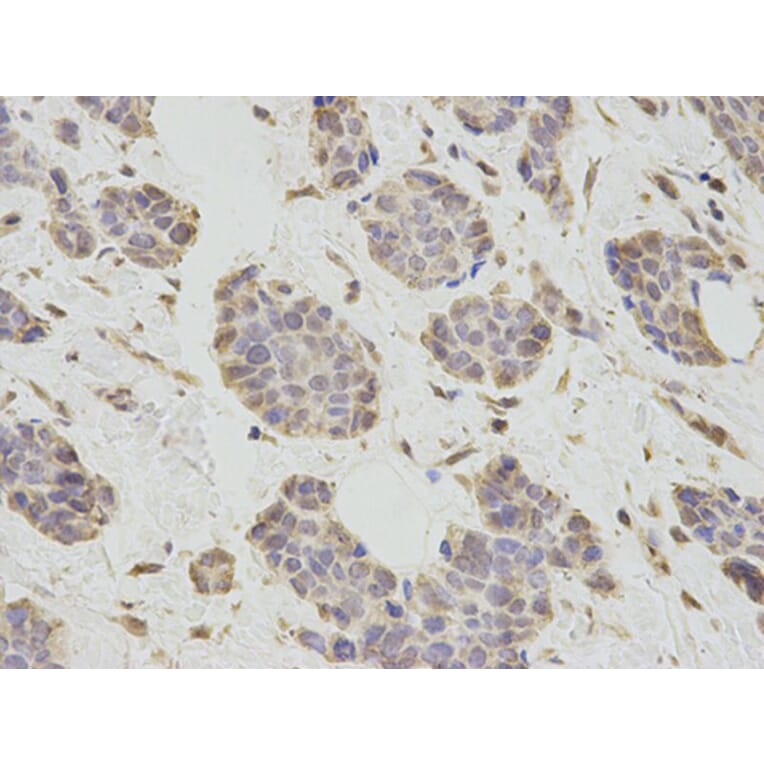 Immunohistochemistry - PCBP2 Antibody from Signalway Antibody (32696) - Antibodies.com