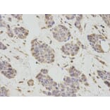 Immunohistochemistry - PCBP2 Antibody from Signalway Antibody (32696) - Antibodies.com