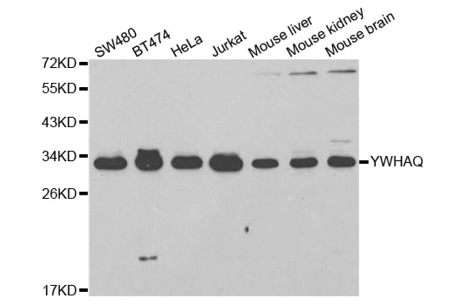 Western blot - YWHAQ Antibody from Signalway Antibody (32715) - Antibodies.com