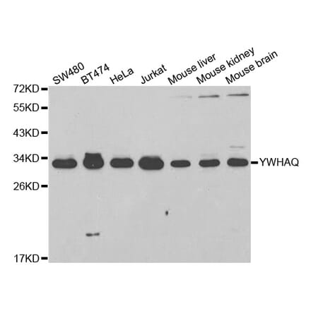 Western blot - YWHAQ Antibody from Signalway Antibody (32715) - Antibodies.com