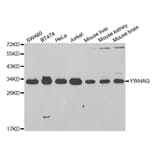 Western blot - YWHAQ Antibody from Signalway Antibody (32715) - Antibodies.com