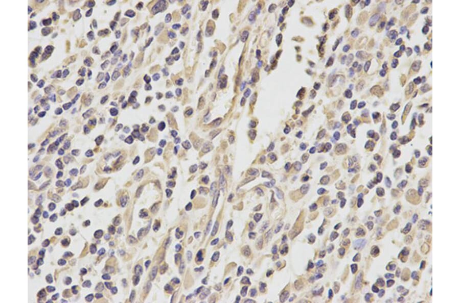 Immunohistochemistry - YWHAQ Antibody from Signalway Antibody (32715) - Antibodies.com