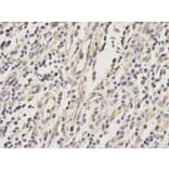 Immunohistochemistry - YWHAQ Antibody from Signalway Antibody (32715) - Antibodies.com