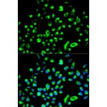 Immunofluorescence - YWHAQ Antibody from Signalway Antibody (32715) - Antibodies.com