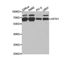 Western blot - AIFM1 Antibody from Signalway Antibody (32720) - Antibodies.com