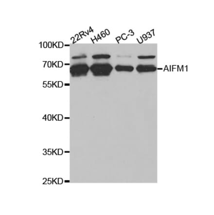 Western blot - AIFM1 Antibody from Signalway Antibody (32720) - Antibodies.com