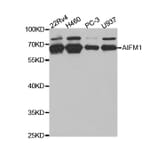 Western blot - AIFM1 Antibody from Signalway Antibody (32720) - Antibodies.com