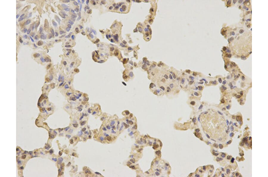 Immunohistochemistry - AIFM1 Antibody from Signalway Antibody (32720) - Antibodies.com
