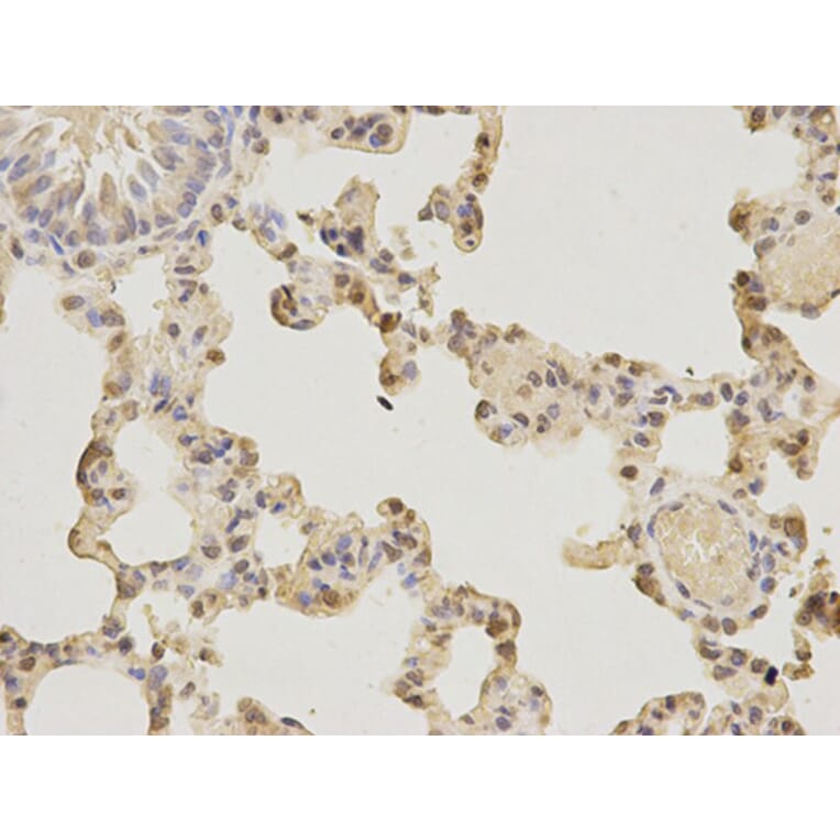 Immunohistochemistry - AIFM1 Antibody from Signalway Antibody (32720) - Antibodies.com