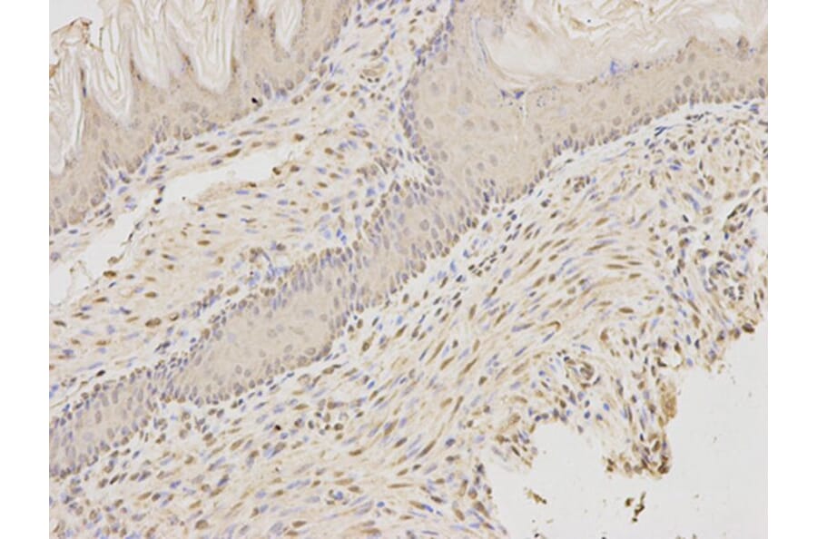 Immunohistochemistry - AIFM1 Antibody from Signalway Antibody (32720) - Antibodies.com