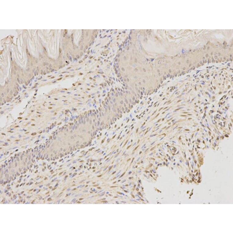 Immunohistochemistry - AIFM1 Antibody from Signalway Antibody (32720) - Antibodies.com