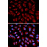 Immunofluorescence - AIFM1 Antibody from Signalway Antibody (32720) - Antibodies.com