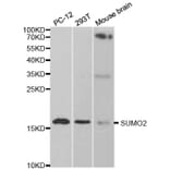 Western blot - SUMO2 Antibody from Signalway Antibody (32722) - Antibodies.com