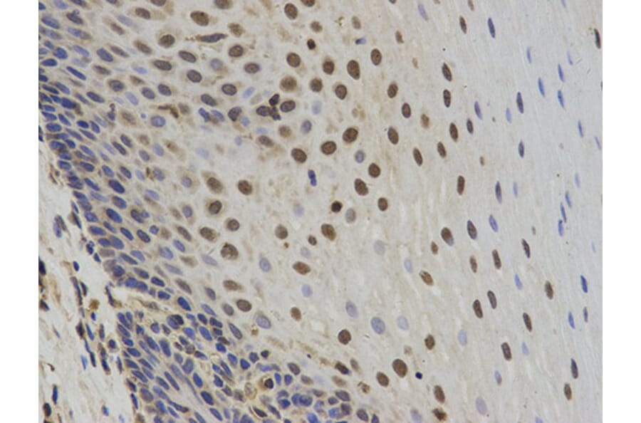 Immunohistochemistry - SUMO2 Antibody from Signalway Antibody (32722) - Antibodies.com