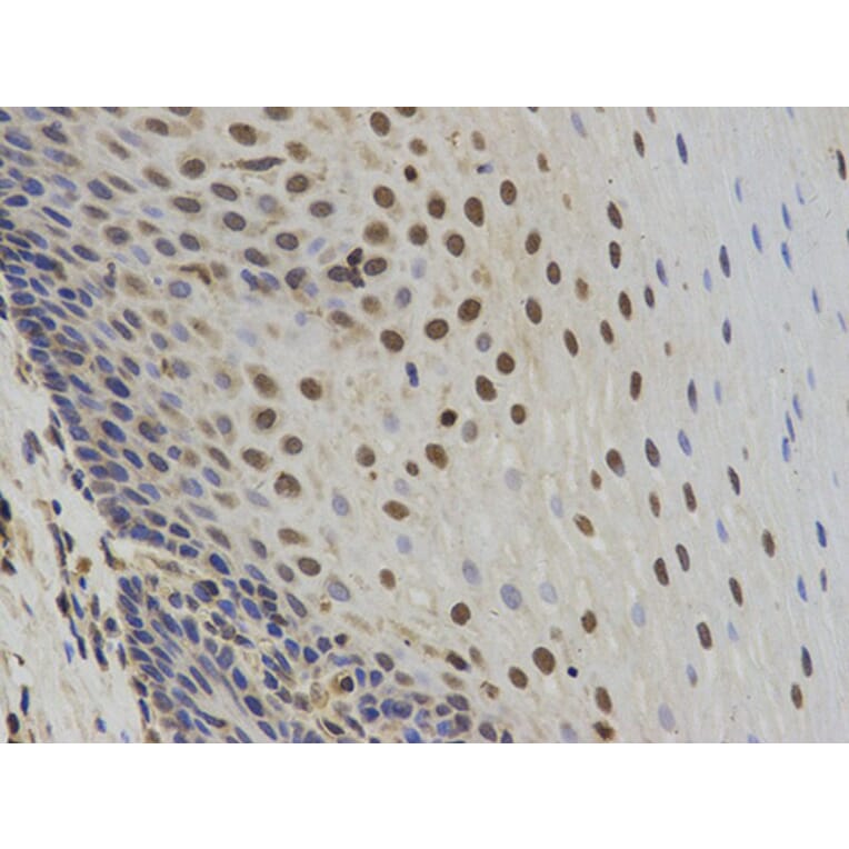Immunohistochemistry - SUMO2 Antibody from Signalway Antibody (32722) - Antibodies.com