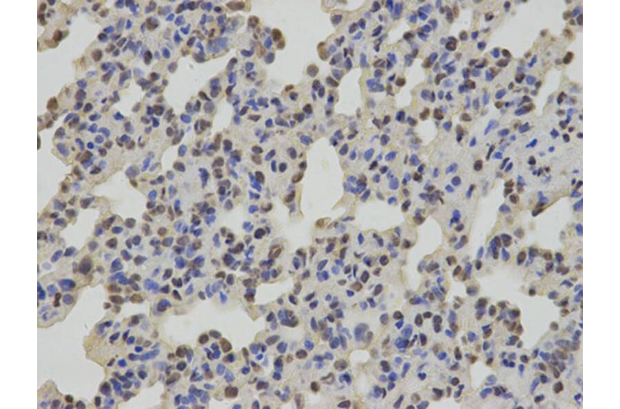 Immunohistochemistry - SUMO2 Antibody from Signalway Antibody (32722) - Antibodies.com