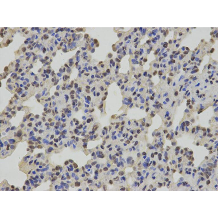 Immunohistochemistry - SUMO2 Antibody from Signalway Antibody (32722) - Antibodies.com
