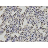 Immunohistochemistry - SUMO2 Antibody from Signalway Antibody (32722) - Antibodies.com