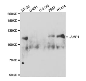 Western blot - LAMP1 Antibody from Signalway Antibody (32731) - Antibodies.com