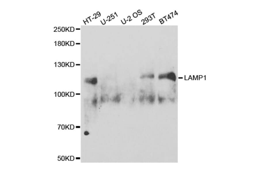 Western blot - LAMP1 Antibody from Signalway Antibody (32731) - Antibodies.com
