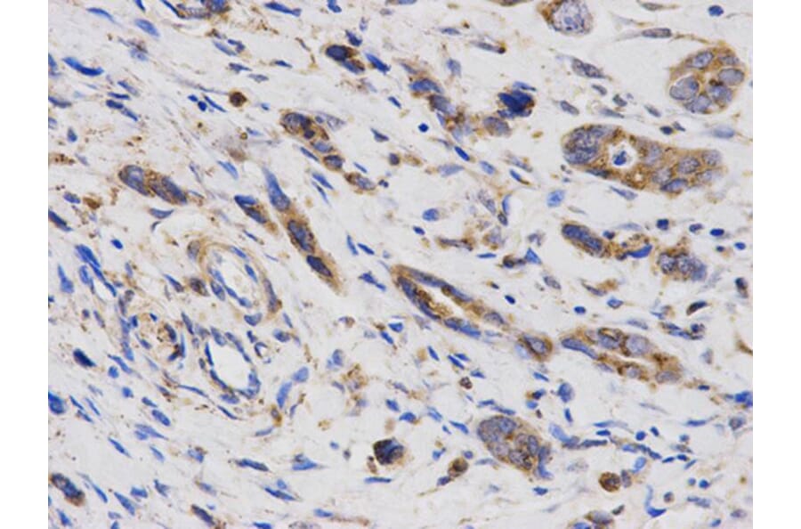 Immunohistochemistry - LAMP1 Antibody from Signalway Antibody (32731) - Antibodies.com