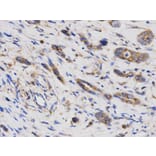 Immunohistochemistry - LAMP1 Antibody from Signalway Antibody (32731) - Antibodies.com