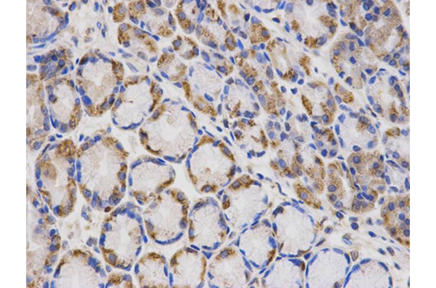 Immunohistochemistry - LAMP1 Antibody from Signalway Antibody (32731) - Antibodies.com