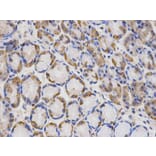 Immunohistochemistry - LAMP1 Antibody from Signalway Antibody (32731) - Antibodies.com