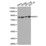 Western blot - DNM1L Antibody from Signalway Antibody (32735) - Antibodies.com