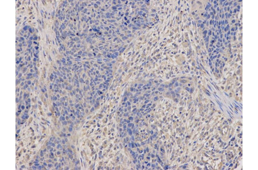 Immunohistochemistry - DNM1L Antibody from Signalway Antibody (32735) - Antibodies.com