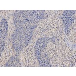 Immunohistochemistry - DNM1L Antibody from Signalway Antibody (32735) - Antibodies.com
